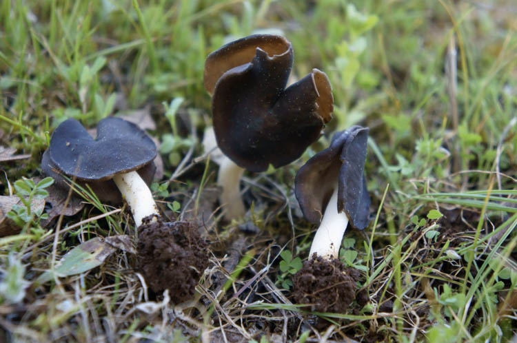Helvella albella